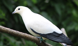 A pied imperial pigeon sitting on a tree branch in front of a lush green background. The pigeon is creamy white in color with black wing and tail feathers and a bluish bill and feet.