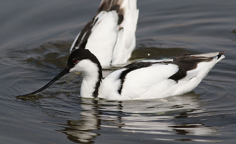 File:Pied Avocet, Recurvirostra avosetta at Marievale Nature Reserve, Gauteng, South Africa (20413246073).jpg