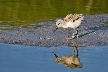 Pied avocet, juvenile, by Andreas Trepte