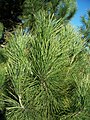 Pinus muricata-1.jpg