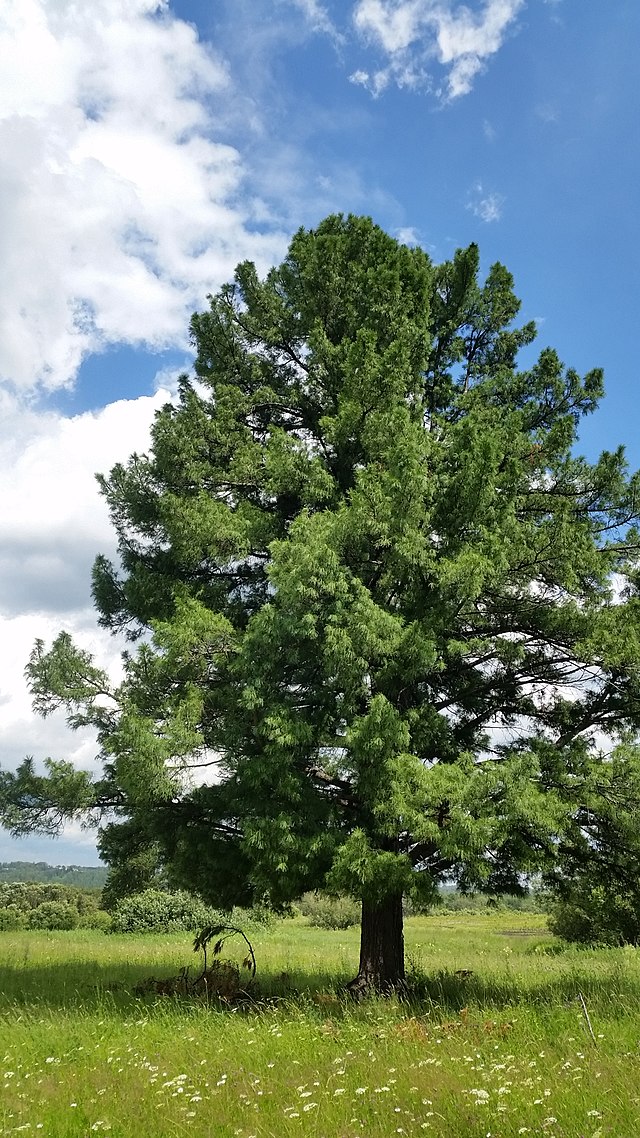 Кедр Фото Дерева И Листьев