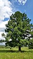 Pinus sibirica, a separate tree in the vicinity of the village of Luchanovo