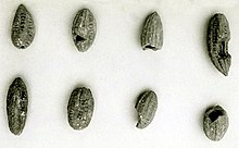 Fruits of Balanites aegyptiaca from Saqqara. Mastaba of Perneb, 5th dynasty of Egypt. MET. Pit from a Balanites tree with a hole caused by a rodent MET 14-7-127-134.jpg