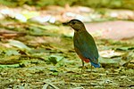 Miniatura para Erythropitta celebensis