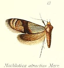 Pl.1-13-Neomachlotica atractias (Meyrick, 1909) (Machlotica) .jpg