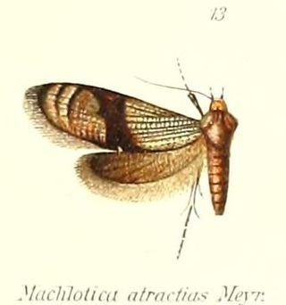 <i>Neomachlotica</i> Genus of moths