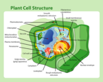 Plant cell structure.png