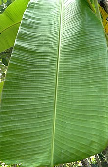 Blue Java banana - Wikipedia