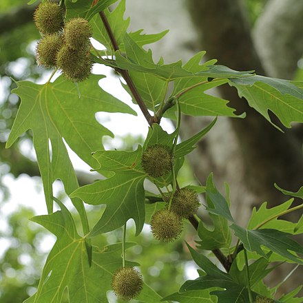 Платан дерево фото. Платан Восточный Platanus. Platanus orientalis дерево. Платан Чинара дерево. Платан Восточный (Чинара) Platanus orientalis.