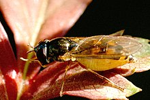 Platycheirus.scambus.female.jpg