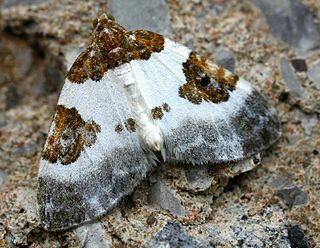 <i>Plemyria</i> Genus of moths