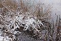 English: Common reed (Phragmites australis) Deutsch: Schilfrohr (Phragmites australis)