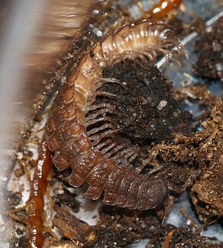 <i>Polydesmus angustus</i> Species of millipede