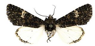 <i>Polymixis ivanchiki</i> Species of moth