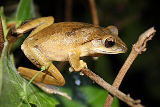 <i>Polypedates megacephalus</i> Species of amphibian