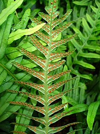 Polypodium vulgare, stensöta