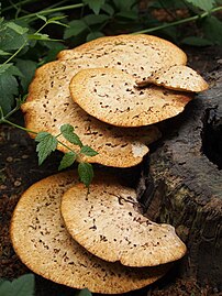 Polyporus squamosus, Żagwiak łuskowaty, OB Wrocław, 2022-05-22