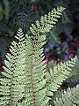 Polystichum setiferum 'Proliferum', Paprotnik szczecinkozębny 'Proliferum', 2017-08-06