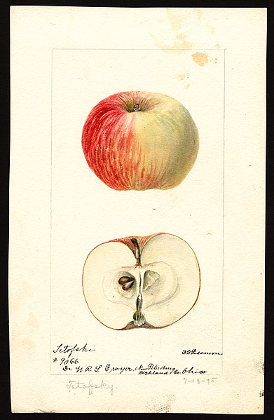 File:Pomological Watercolor POM00003744.jpg