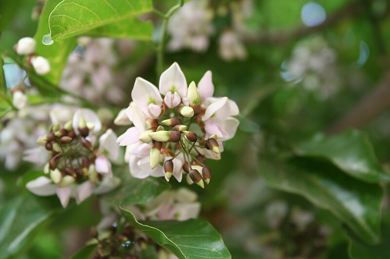 File:Pongamia pinnata (1).jpg