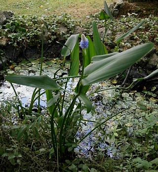 <i>Pontederia sagittata</i> Species of plant in Pontederiaceae family