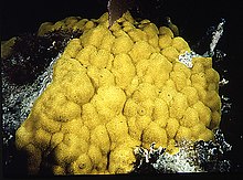 Mustardhill Coral (Porites astreoides) Porities.jpg