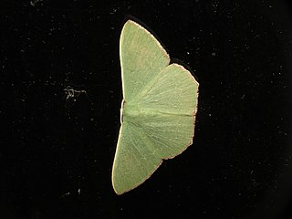 <i>Prasinocyma semicrocea</i> Species of moth