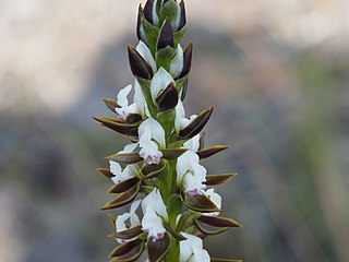 <i>Prasophyllum sargentii</i> Species of orchid