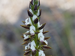 <i>Prasophyllum sargentii</i> species of plant