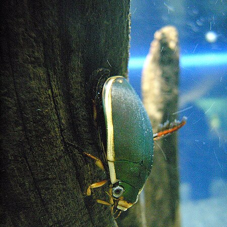Tập_tin:Predaceous_diving_beetle.jpg