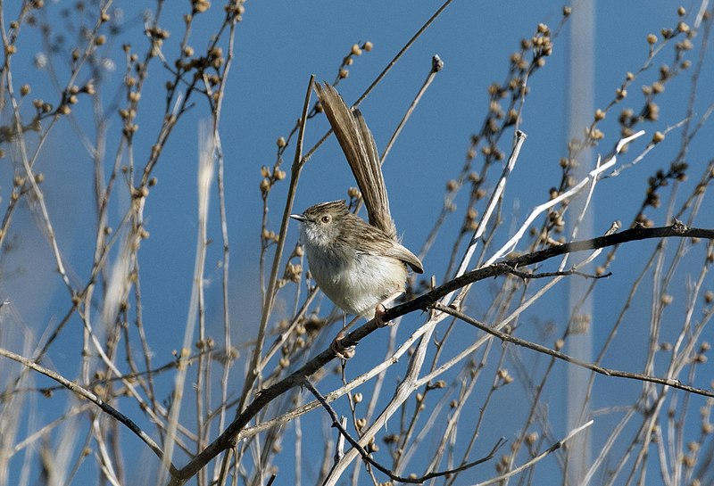 File:Prinia gracile - Graceful prinia 01.jpg