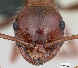 Pristomyrmex