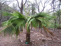 Description de l'image Pritchardia schattaueri, Koko Crater Botanical Garden - IMG 2255.JPG.