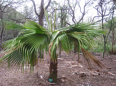 Pritchardia schattaueri