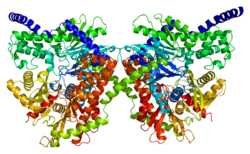 Протеин HK1 PDB 1bg3.png
