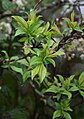 Dedaunan Prunus salicina