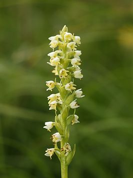 Witte muggenorchis