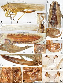 Various pictures of Pseudosubria assamensis and it's body structures