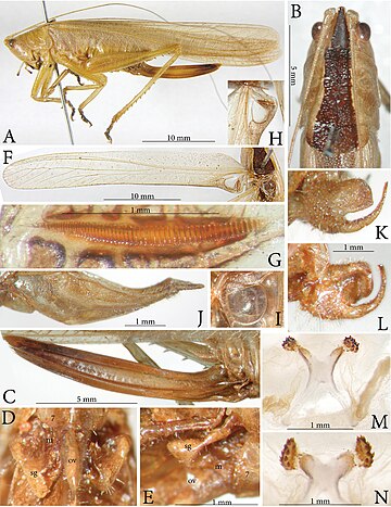 Pseudosubria