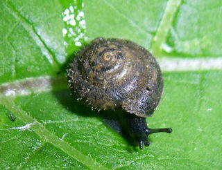 <i>Pseudotrichia</i> (gastropod) Genus of gastropods