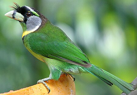 Takur api (burung)