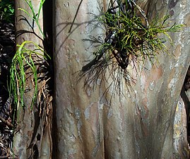Psilotum nudum (à droite) en compagnie de l'autre espèce du genre Psilotum complanatum (à gauche), poussant naturellement en épiphyte sur un arbre à Puʻu Kaua (Mont Waiʻanae, Oahu, Hawaï)