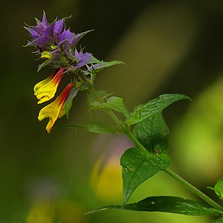 <i>Melampyrum nemorosum</i> Species of flowering plant