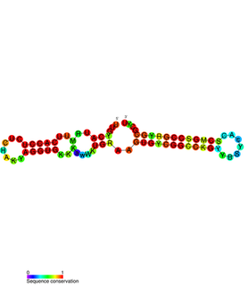 PtaRNA1 Family of non-coding RNAs