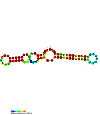 <span class="mw-page-title-main">PtaRNA1</span> Family of non-coding RNAs