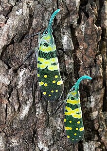 Pyrops viridirostris (16242643382).jpg