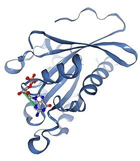 RAB2B protein-coding gene in the species Homo sapiens