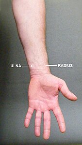 RADIO Y ULNA.jpg