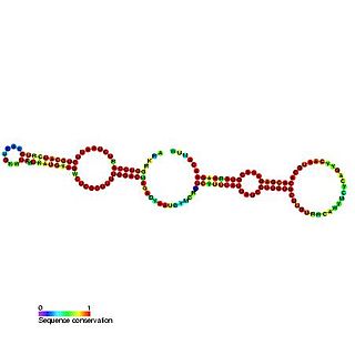 <span class="mw-page-title-main">Small nucleolar RNA psi28S-1192</span>