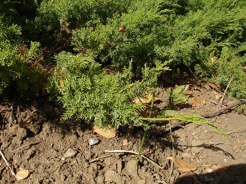 File:RGB Juniperus davurica.jpg